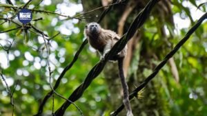 SILAPE: Estrategia de la Alcaldía de Envigado para conservar la biodiversidad y la riqueza natural